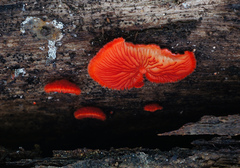 Crepidotus cinnabarinus
