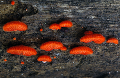 Crepidotus cinnabarinus