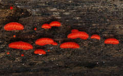 Crepidotus cinnabarinus