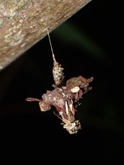 Pagodiella