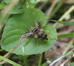 Goniops chrysocoma