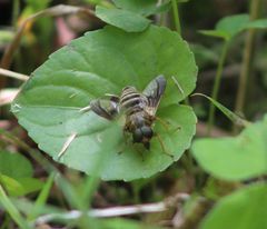 Goniops chrysocoma