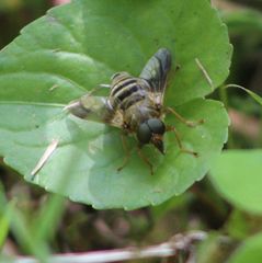 Goniops chrysocoma