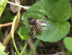 Goniops chrysocoma