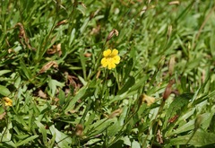 Erythranthe linearifolia