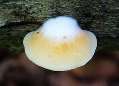 Crepidotus croceotinctus