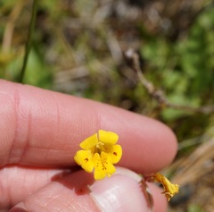 Erythranthe linearifolia
