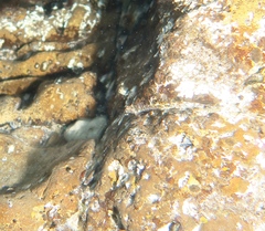 Helcogramma decurrens