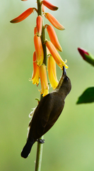 Long-Billed Sunbird photo 5