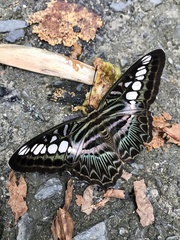 Parthenos sylvia borneensis