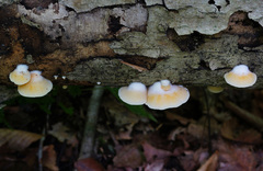 Crepidotus croceotinctus