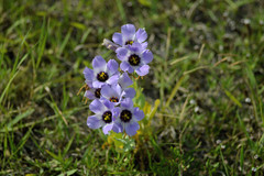 Eustoma russellianum