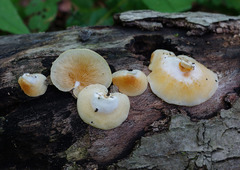 Crepidotus croceotinctus
