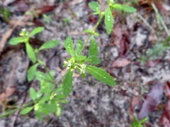 Monotaxis macrophylla