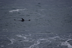Arctocephalus forsteri