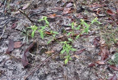 Monotaxis macrophylla