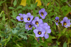 Eustoma russellianum