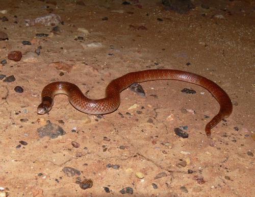 Eastern Shovel-nosed Snake sighting