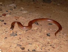 Brachyurophis australis