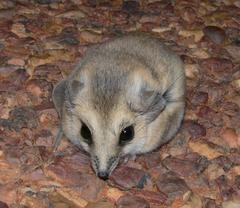 Sminthopsis macroura