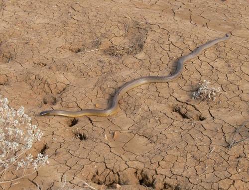 Inland Taipan