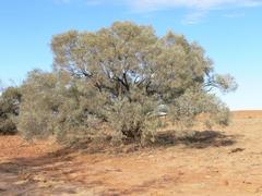 Acacia cambagei