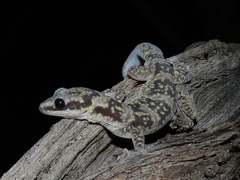 Oedura cincta