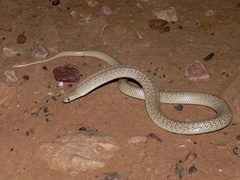 Pseudonaja guttata