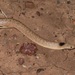 Speckled Brown Snake - Photo (c) dhfischer, some rights reserved (CC BY-NC), uploaded by dhfischer