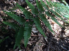 Deparia petersenii