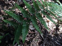 Deparia petersenii