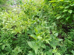 Rudbeckia occidentalis