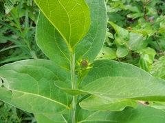 Rudbeckia occidentalis
