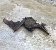 Emballonuridae