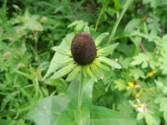 Rudbeckia occidentalis