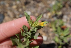 Hazardia whitneyi discoidea