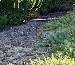 Sylvilagus audubonii