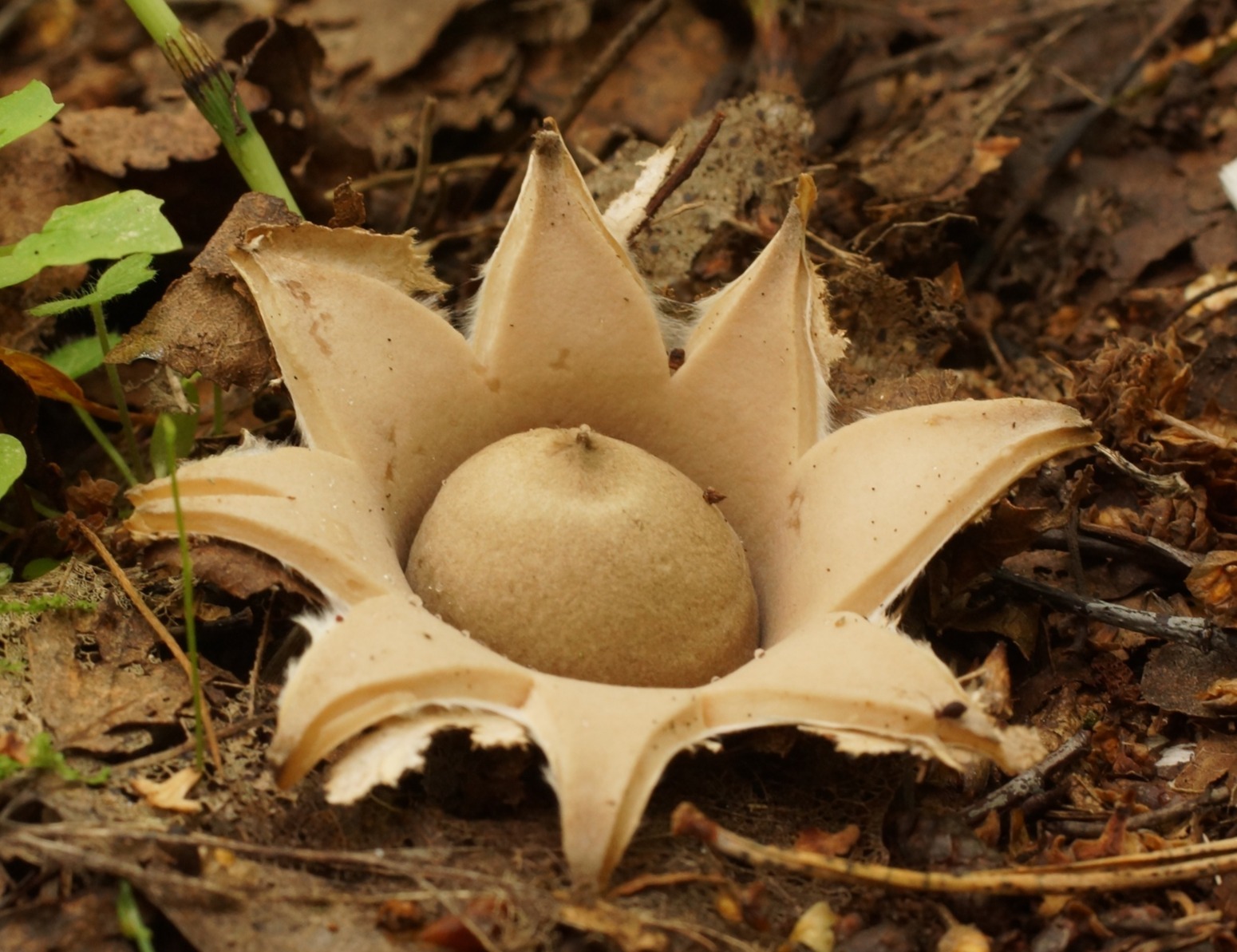 Aardster Geastrum op de bosbodem