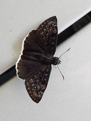 Erynnis tristis tatius