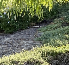 Sylvilagus audubonii