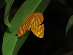 Chersonesia rahria