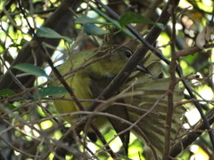 Chlorocichla flaviventris flaviventris