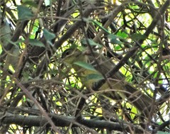 Chlorocichla flaviventris flaviventris