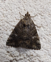 Eubolina impartialis