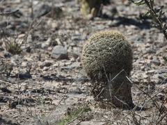 Mammillaria grusonii