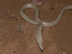 Pseudonaja guttata