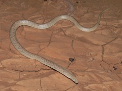 Pseudonaja guttata