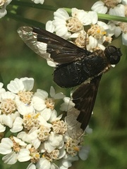 Hemipenthes morioides