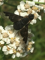 Hemipenthes morioides