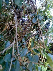 Berberis glaucocarpa